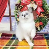 ラグドール【奈良県・男の子・2023年9月5日・ブルーポイント】の写真1「12/11　」