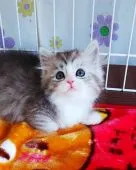 サイベリアン【奈良県・女の子・2021年1月2日・シルバータビー&ホワイト】の写真1「2/21撮影」