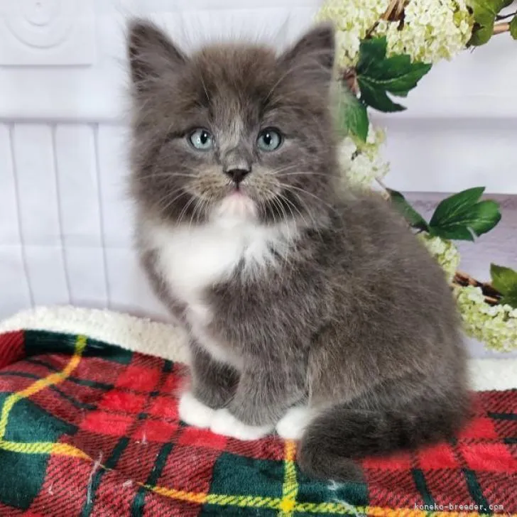 ID：2212-01205の子猫