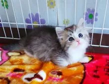 サイベリアン【奈良県・女の子・2021年1月2日・シルバータビー&ホワイト】の写真2