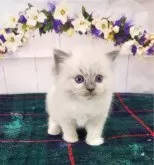 ラグドール【奈良県・男の子・2024年3月4日・ブルーポイントミテッド】の写真2