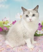 ラグドール【・女の子・2024年2月27日・ブルーポイントバイカラー】