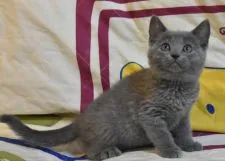 シャルトリュー【奈良県・女の子・2020年4月10日・ブルー】の写真2