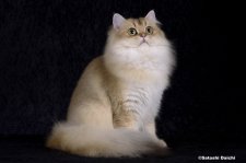 ブリティッシュロングヘア【・女の子・2022年8月16日・ブラックゴールデンシェーデット】