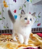 ラグドール【奈良県・女の子・2021年3月6日・ブルーポイントバイカラー】の写真2