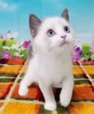 ラグドール【奈良県・男の子・2024年5月21日・ブルーポイントバイカラー】の写真2