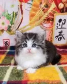 サイベリアン【奈良県・女の子・2023年11月18日・シルバーマッカレルタビー&ホワイト】の写真2