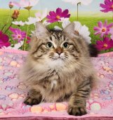 サイベリアン【・女の子・2024年6月20日・ブラウンマッカレルタビー】