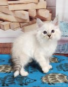 サイベリアン【・男の子・2023年6月8日・ブルーシルバーリンクスタビ-&ホワイト】「子猫時代」