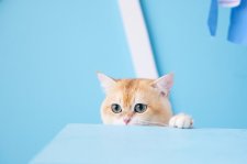 ブリティッシュショートヘア【・男の子・2022年9月16日・ブラックゴールデンチンチラ】
