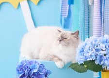 サイベリアン【・女の子・2023年4月3日・ブルーポイント】