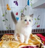 ラグドール【奈良県・女の子・2021年3月6日・ブルーポイントバイカラー】の写真3