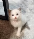 ラグドール【奈良県・女の子・2024年10月7日・ブルーポイントバイカラー】の写真3