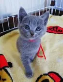 シャルトリュー【奈良県・女の子・2021年1月5日・ブルー】の写真3