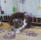 サイベリアン【奈良県・男の子・2021年1月2日・ブラックスモークタビー&ホワイト】の写真3