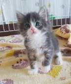 サイベリアン【奈良県・女の子・2021年2月18日・ブルータビー&ホワイト】の写真3