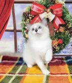 ラグドール【奈良県・男の子・2023年9月5日・ブルーポイント】の写真3