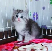 サイベリアン【奈良県・女の子・2021年1月2日・シルバータビー&ホワイト】の写真4