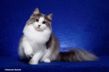 サイベリアン【・女の子・2023年9月18日・ブルーマッカレルタビー&ホワイト】「TICA CH」