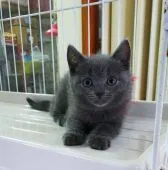 シャルトリュー【奈良県・女の子・2020年10月2日・ブルー】の写真4