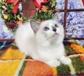 ラグドール【奈良県・男の子・2023年9月5日・ブルーポイント】の写真4