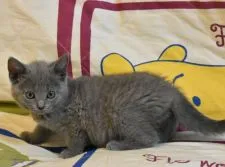 シャルトリュー【奈良県・女の子・2020年4月10日・ブルー】の写真4