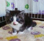 サイベリアン【奈良県・男の子・2021年1月2日・ブラックスモークタビー&ホワイト】の写真4