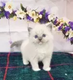 ラグドール【奈良県・男の子・2024年3月4日・ブルーポイントミテッド】の写真4