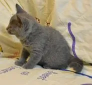 シャルトリュー【奈良県・女の子・2020年4月10日・ブルー】の写真5