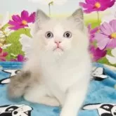 ラグドール【奈良県・男の子・2025年7月11日・ブルーポイントバイカラー】の写真9