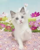 ラグドール【奈良県・男の子・2025年7月11日・ブルーポイントバイカラー】の写真4