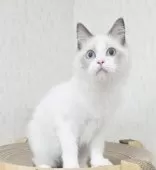 ラグドール【奈良県・男の子・2025年7月11日・ブルーポイントバイカラー】の写真2