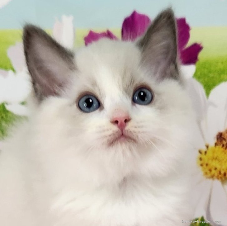 ブリーダー画像