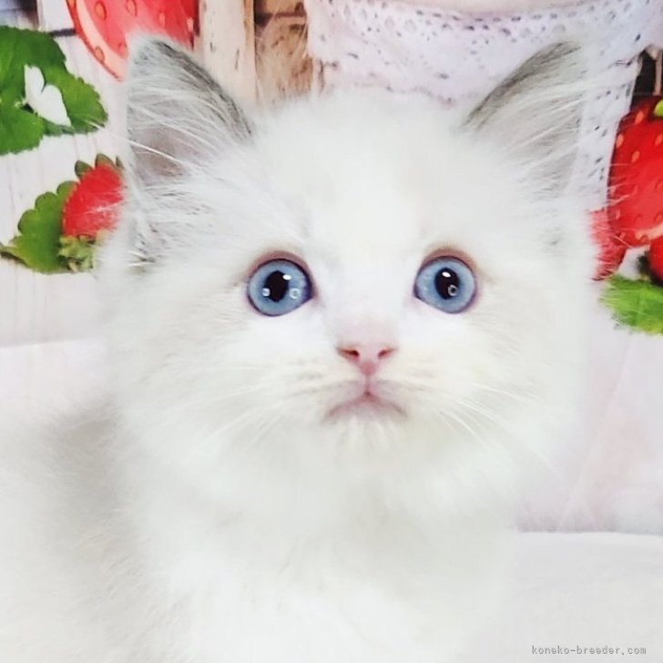 ブリーダー画像