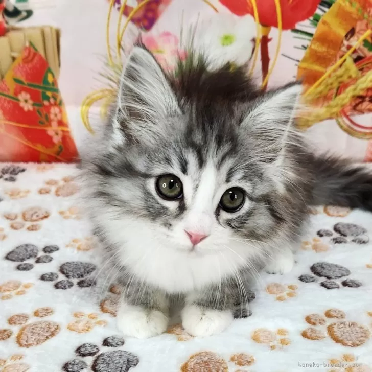 ID：2501-01076の子猫