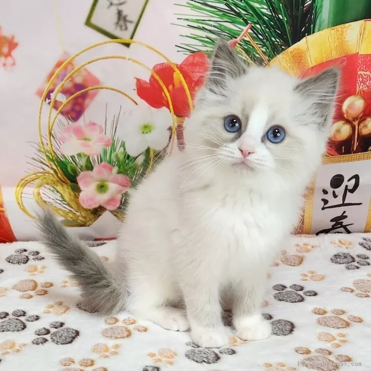 ID：2412-01252の子猫