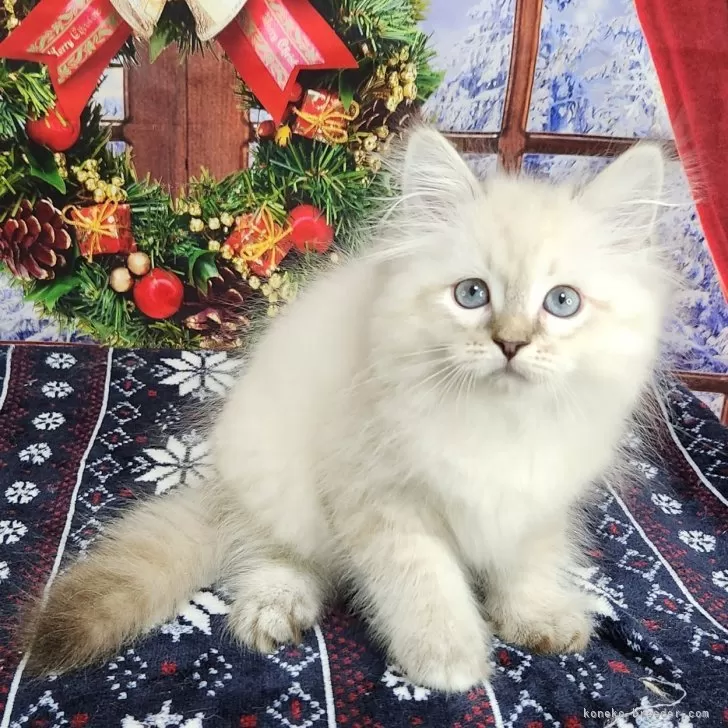 ID：2412-01778の子猫