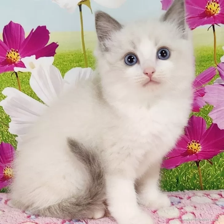 ID：2508-01208の子猫