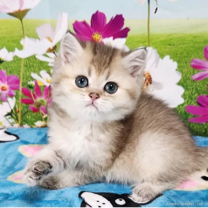 Y.M 様のお迎えした子猫