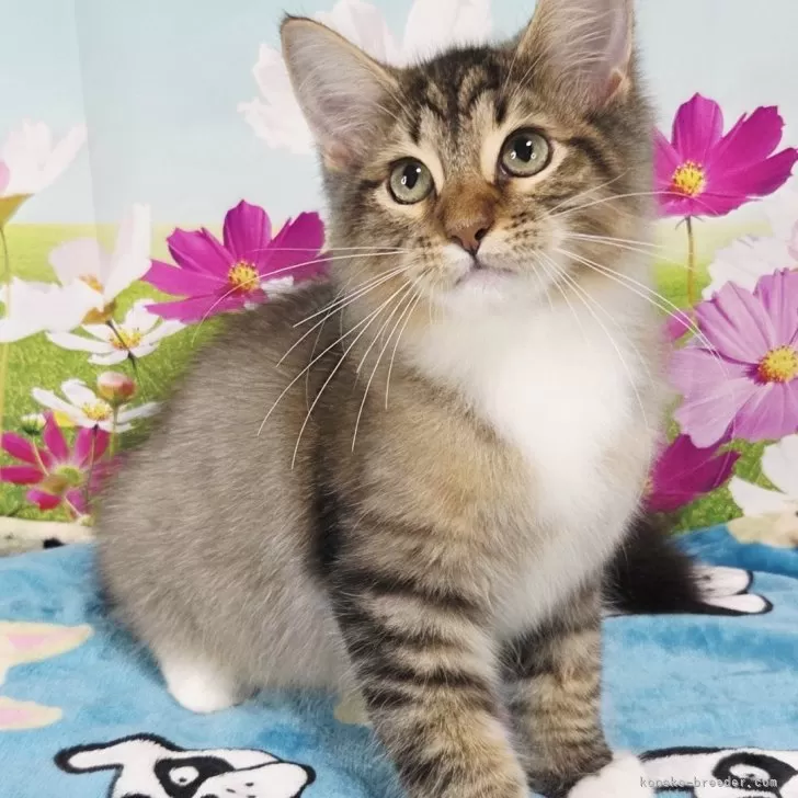 H.K 様のお迎えした子猫