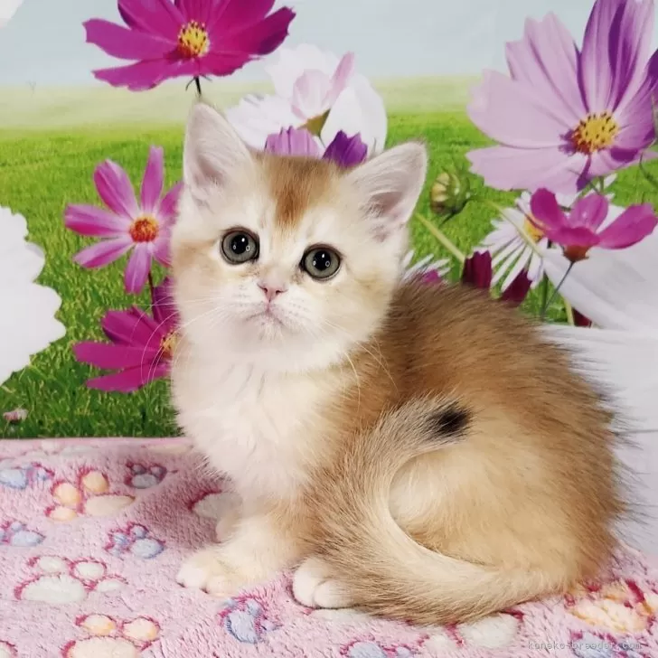 ID:2506-00879の子猫