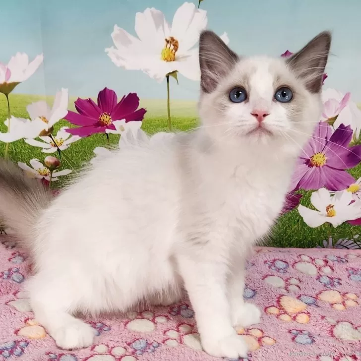 ID：2504-02194の子猫