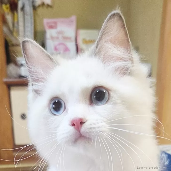 ID：2508-02169の子猫