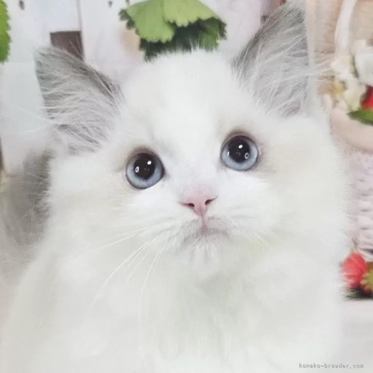 K.T 様のお迎えした子猫