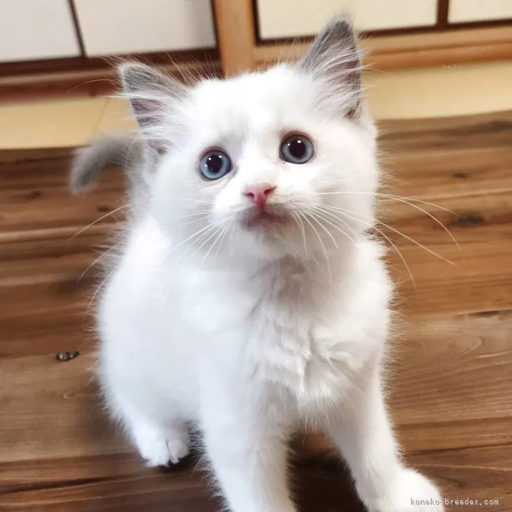 ID:2504-00290の子猫