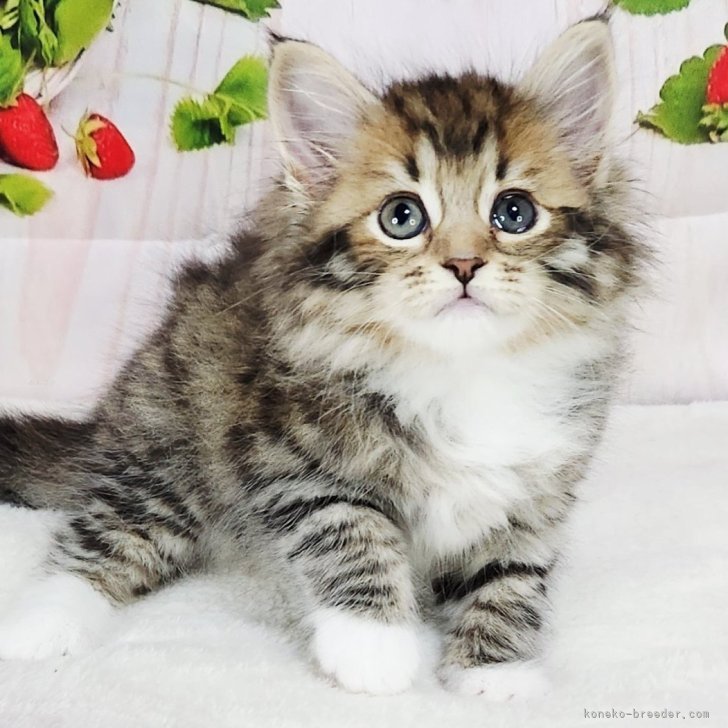 ブリーダー画像