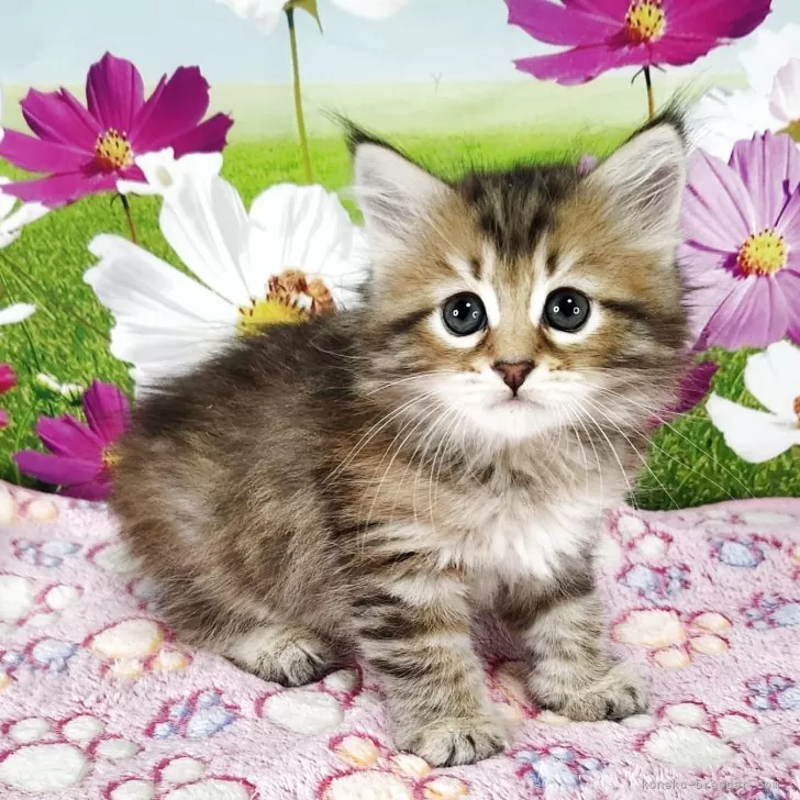 ID：2507-01085の子猫