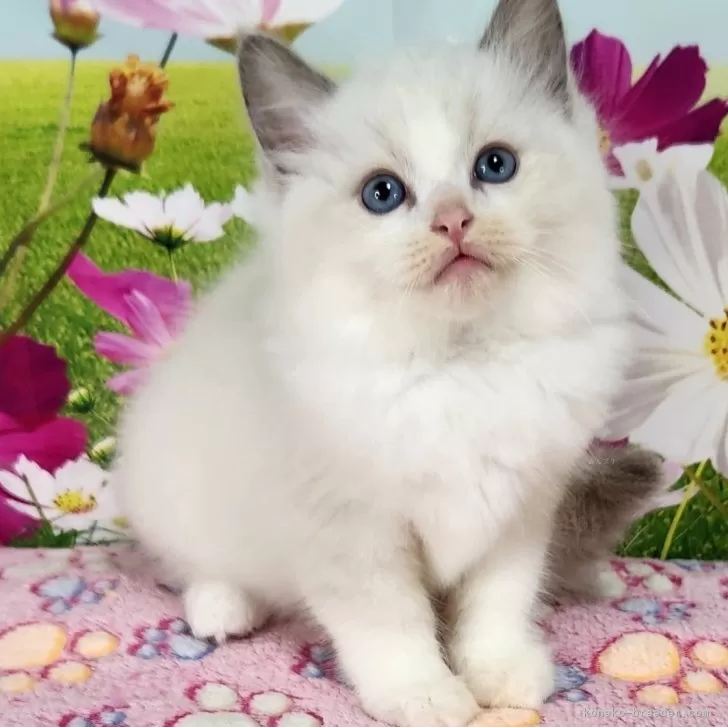 ID：2507-02770の子猫