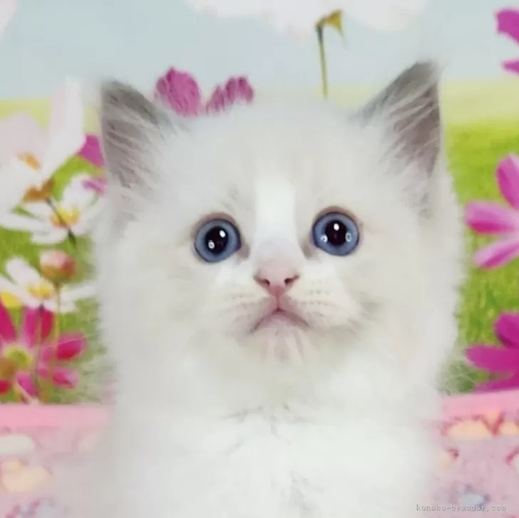 ID：2510-00948の子猫