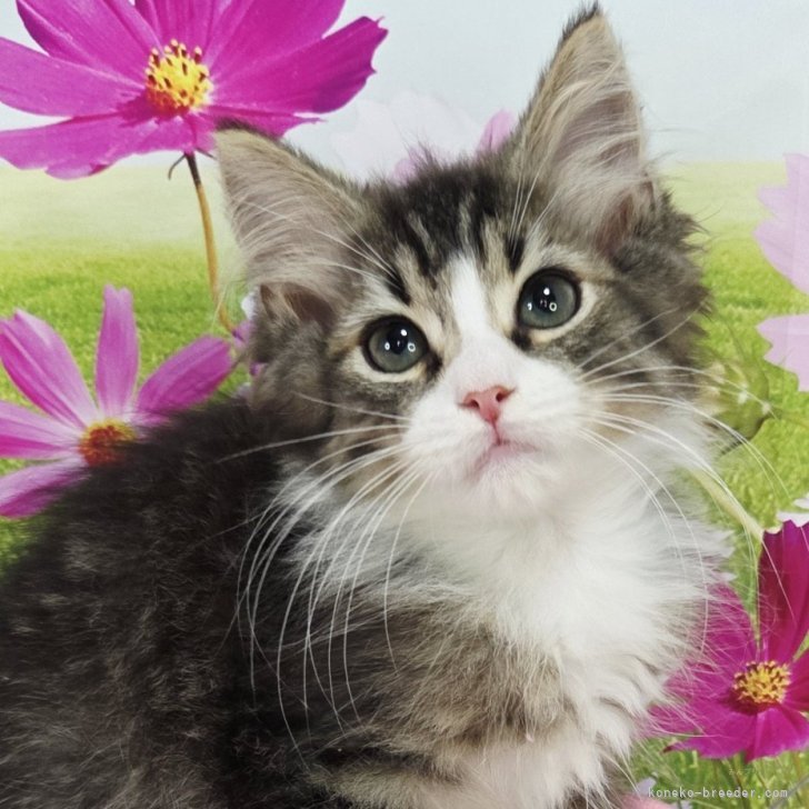 ブリーダー画像